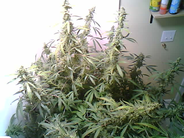 Latest snapshot for Discord Bot Camera